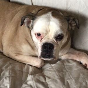 Meet your Posher, Allison